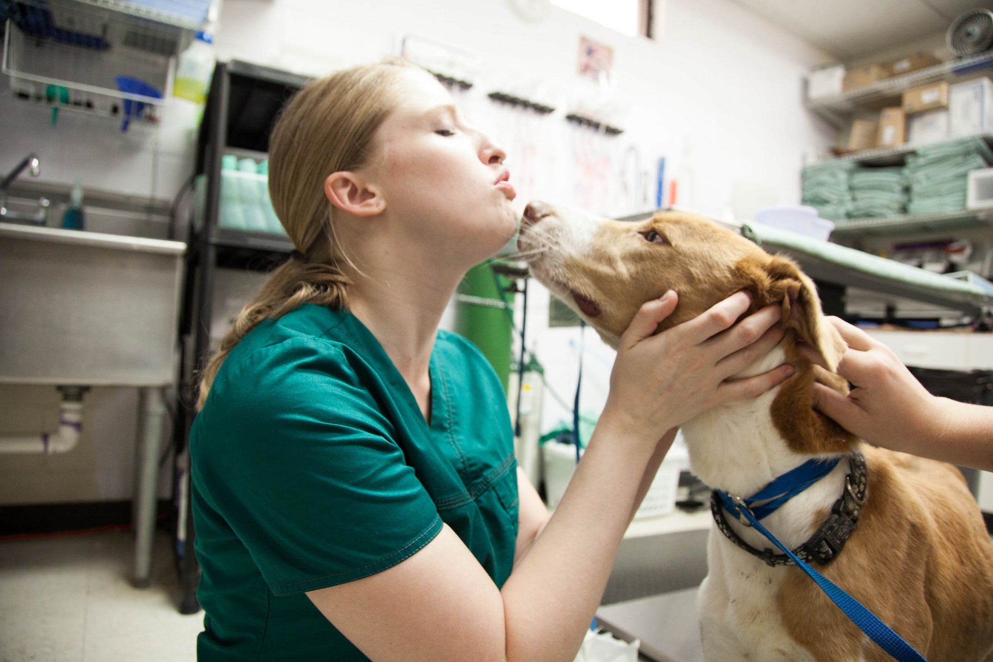 Opinión veterinaria sobre la dieta BARF: 10 argumentos a favor