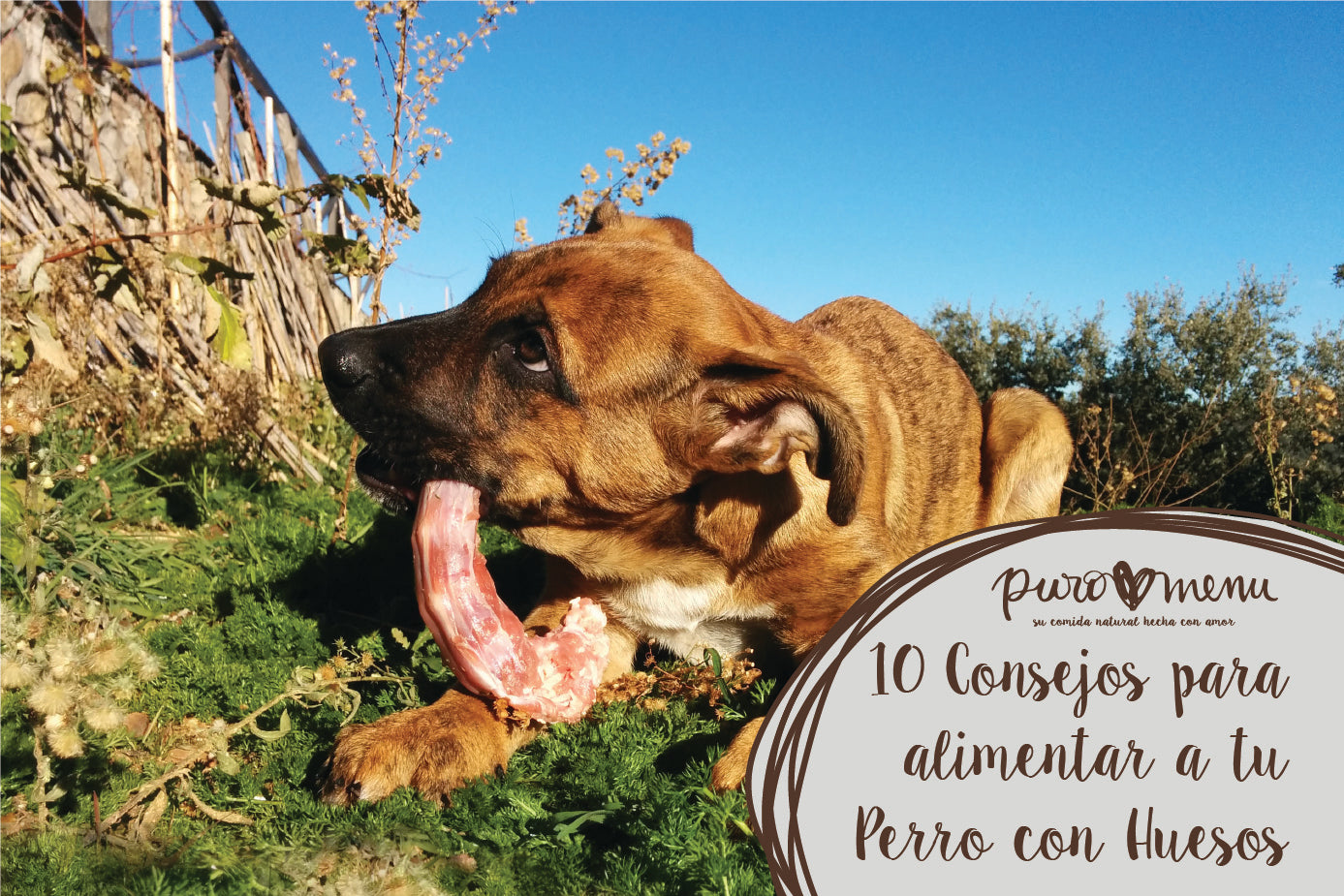 10 Consejos para alimentar con huesos a tu perro (o gato)