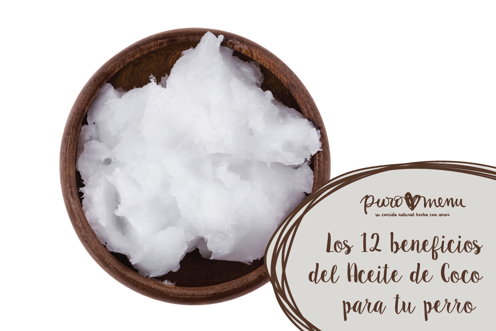 El poder del Aceite de Coco para Perros y Gatos: 12 beneficios increíbles