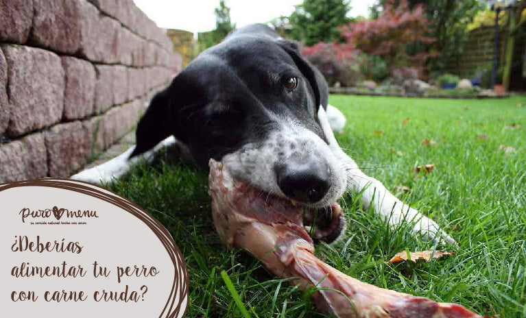 ¿Deberías alimentar a tu perro con carne cruda?