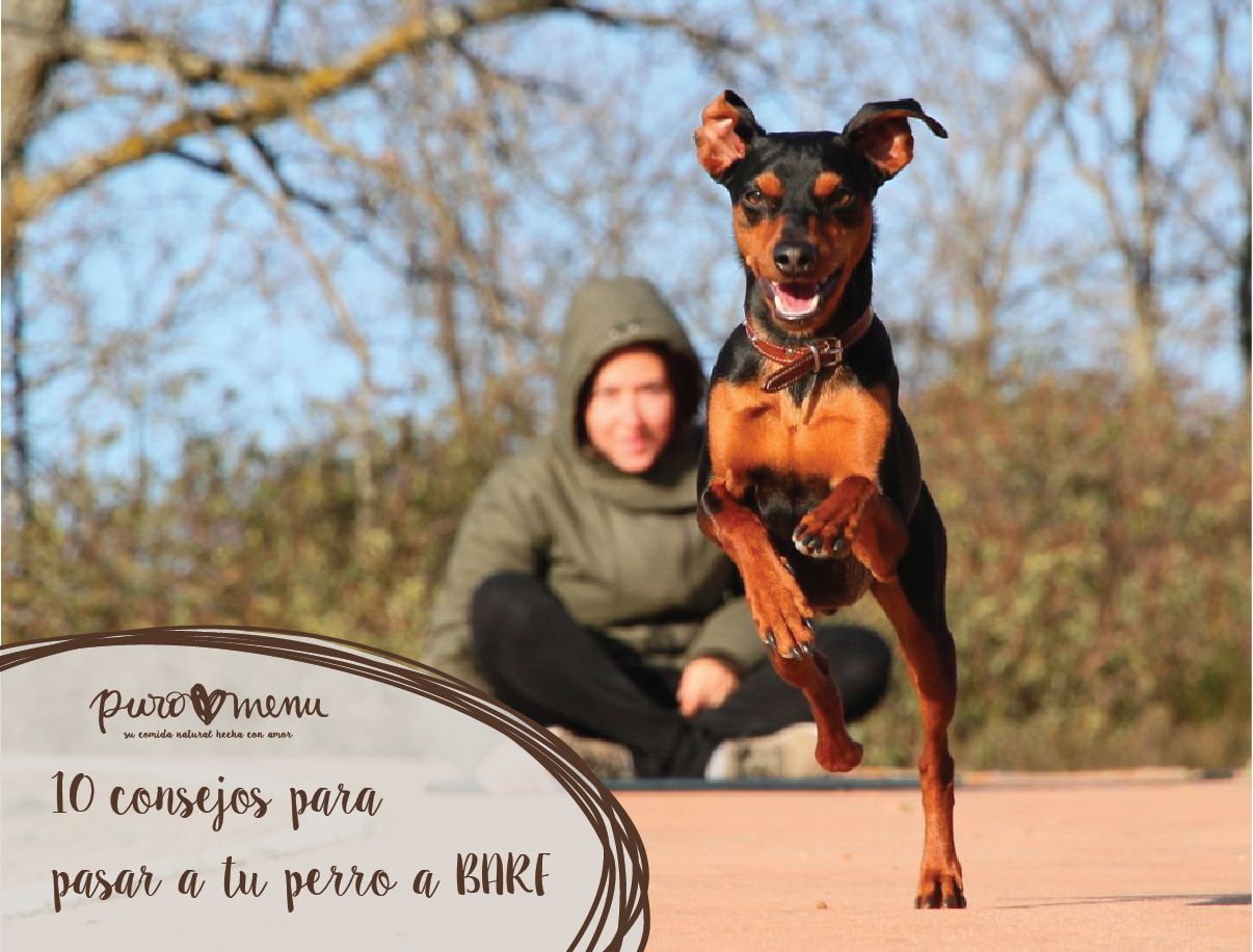 10 consejos para cambiar a tu perro del pienso a una dieta BARF