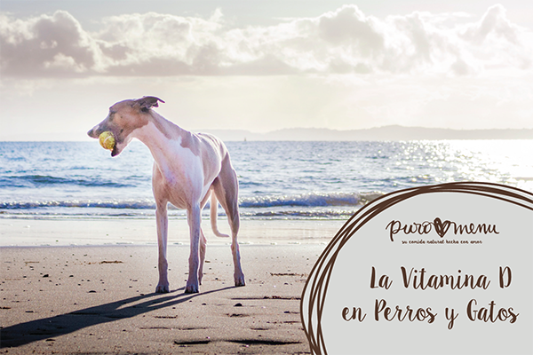 Vitamina D en perros y gatos: cómo usarla y beneficios