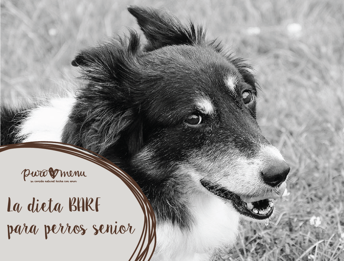 La alimentación natural BARF para los perros Senior