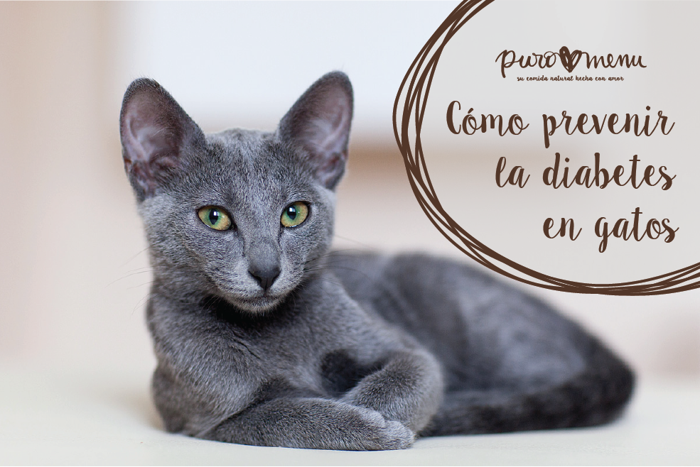Cómo prevenir la diabetes en gatos