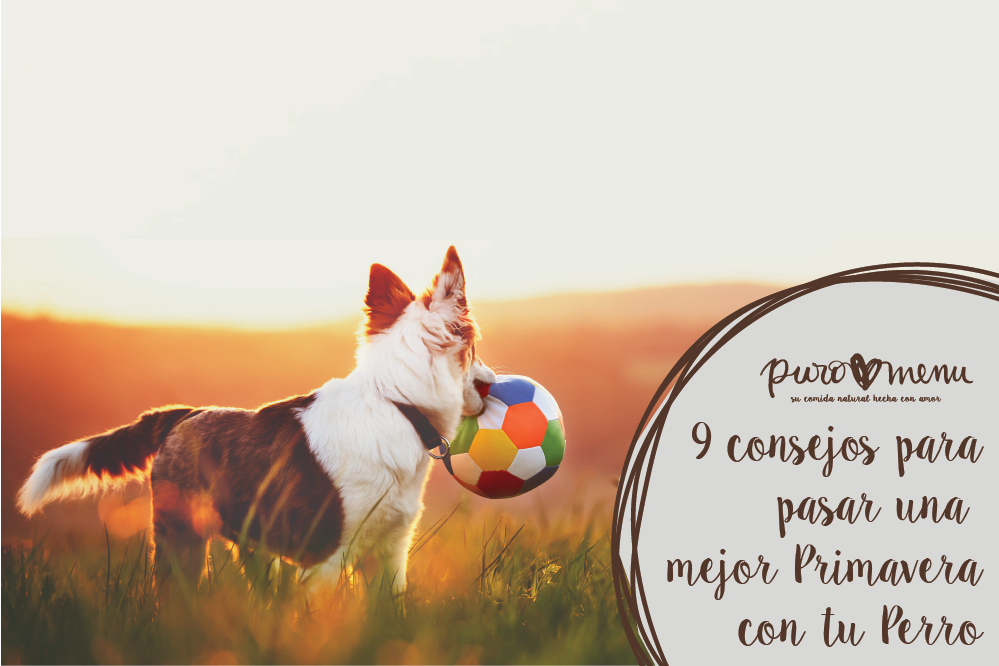 Prevenciones perro primavera
