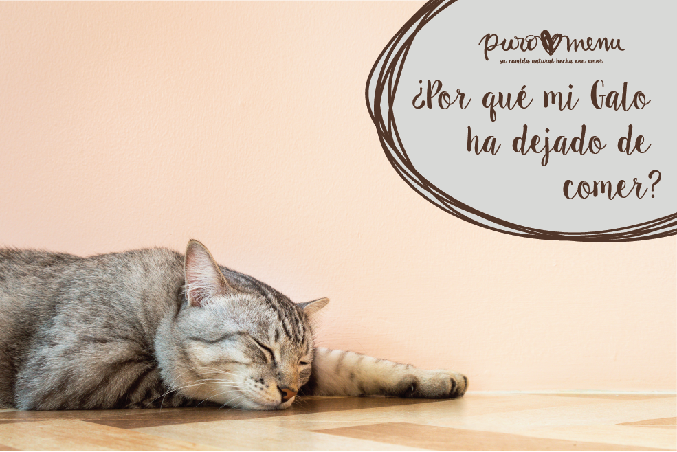 Mi gato no come. Causas y qué puedes hacer