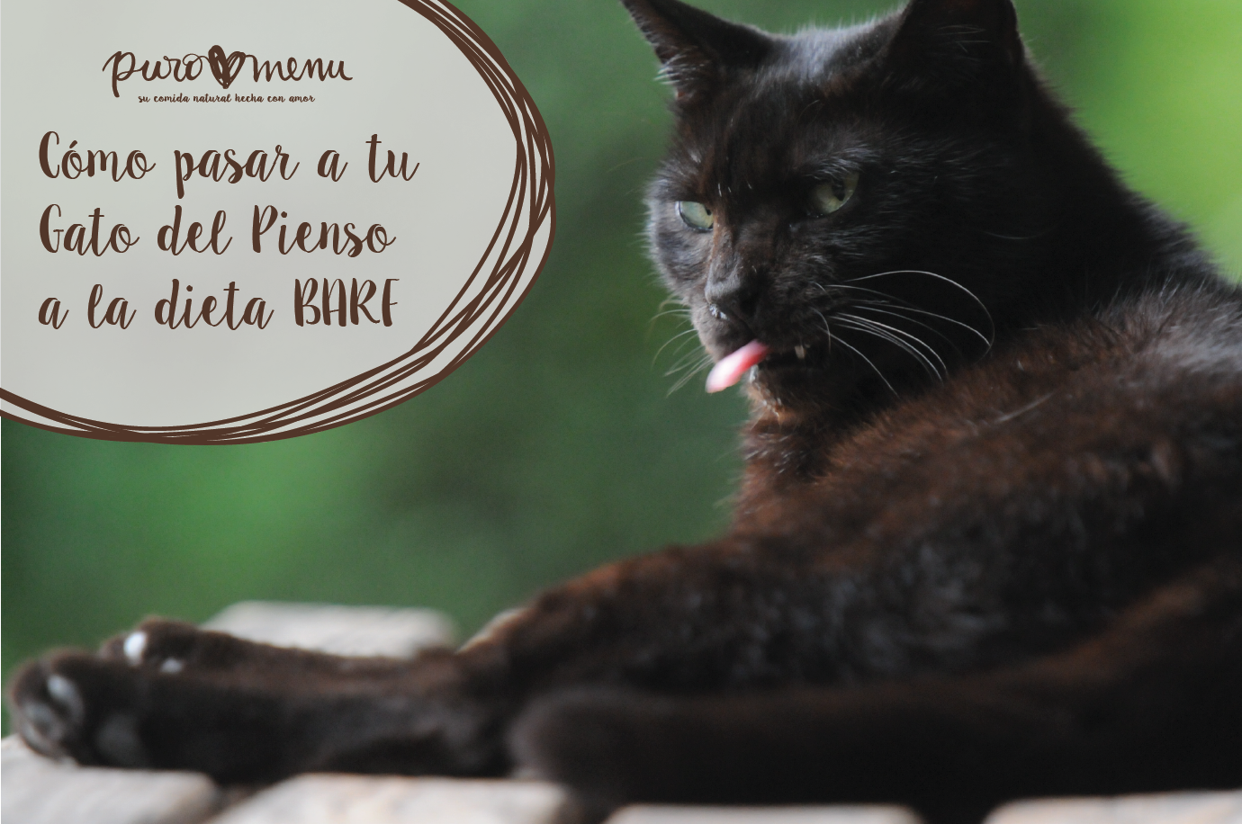Cómo pasar a tu gato del Pienso a una dieta BARF