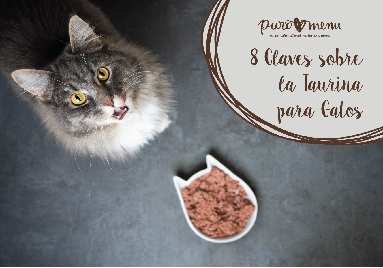Taurina: las 8 Claves para la Alimentación de tu Gato