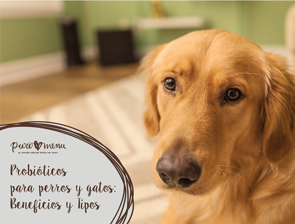 Probióticos Naturales para Perros y Gatos: Beneficios y Tipos