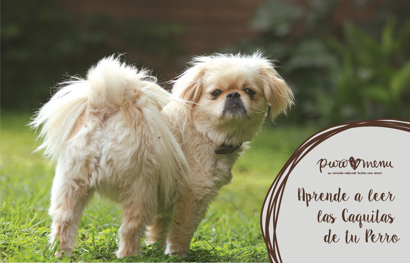 Aprende a leer las cacas de tu perro
