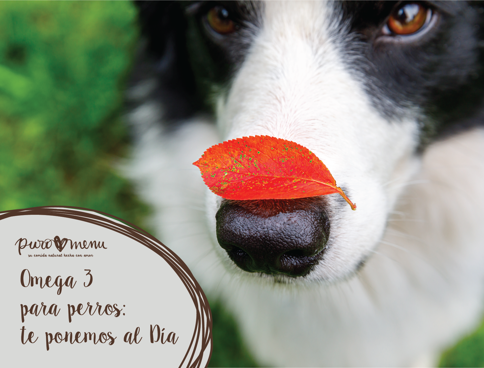 Omega 3 para perros: te ponemos al día