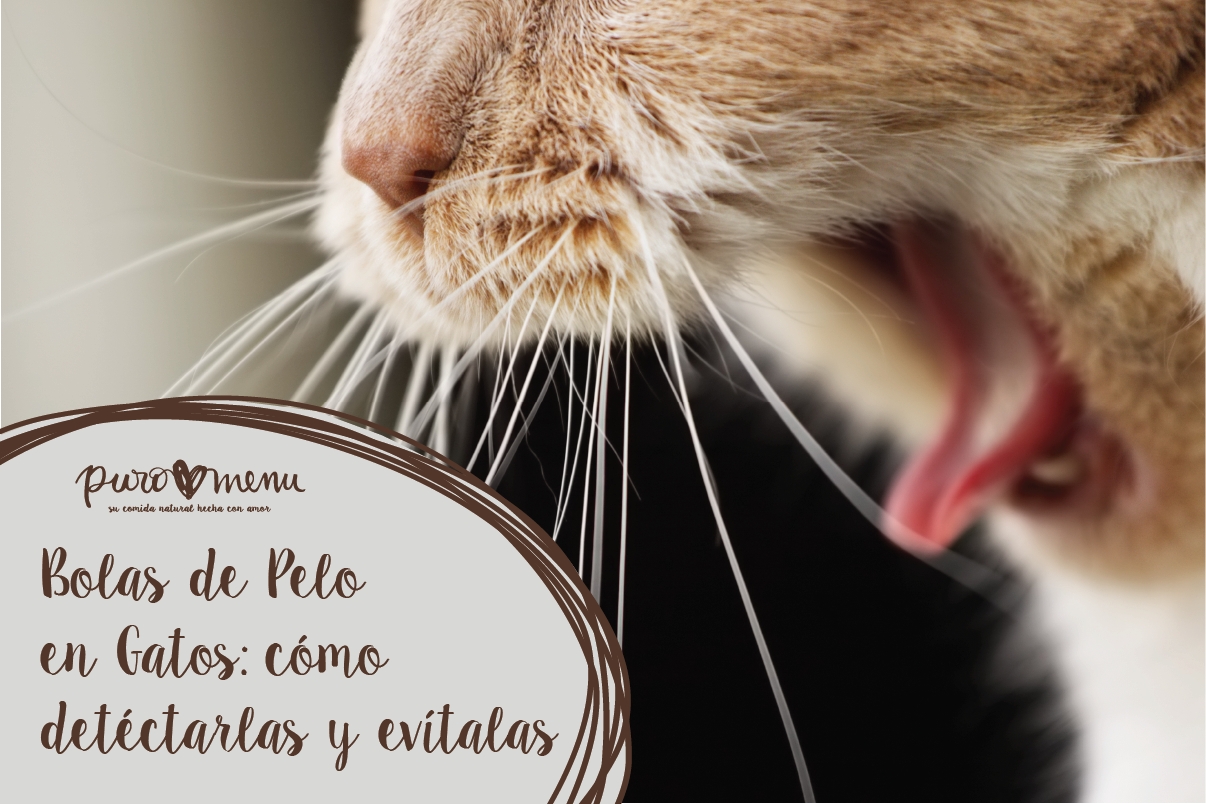 Bolas de Pelo en Gatos: Síntomas y cómo evitarlas