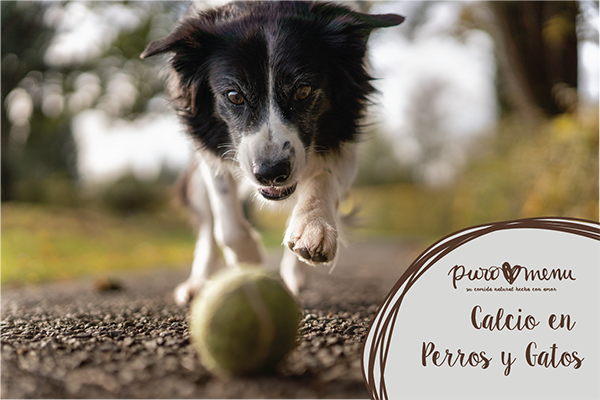 Calcio para perros y gatos: Cuánto y cómo darlo