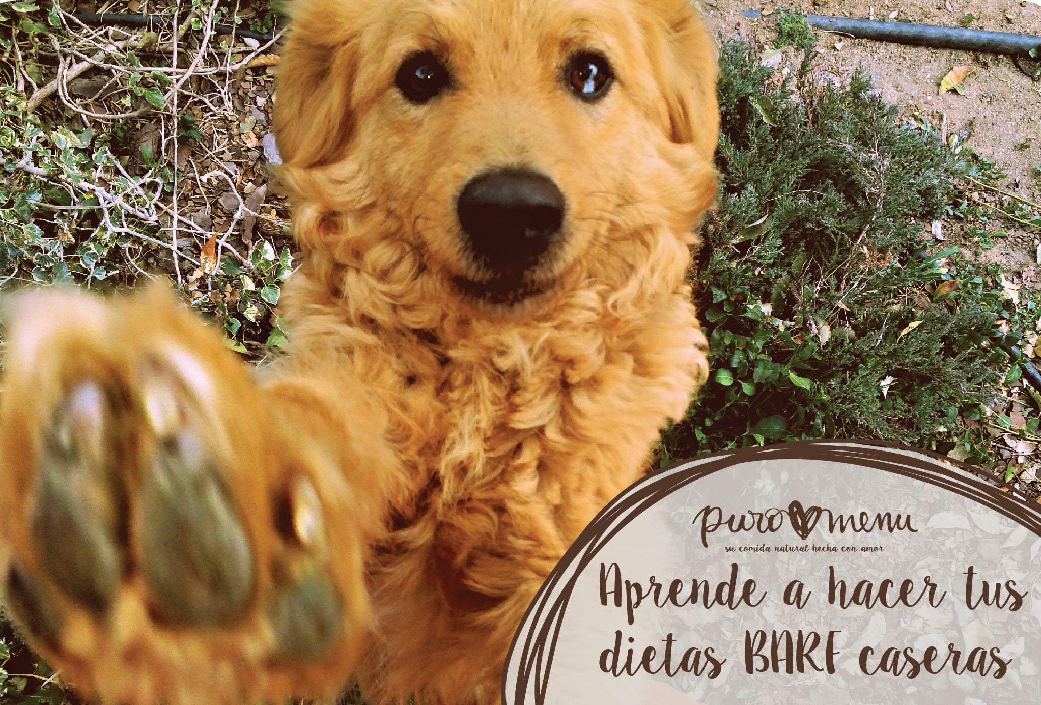 Prepara fácilmente la Dieta BARF para perros