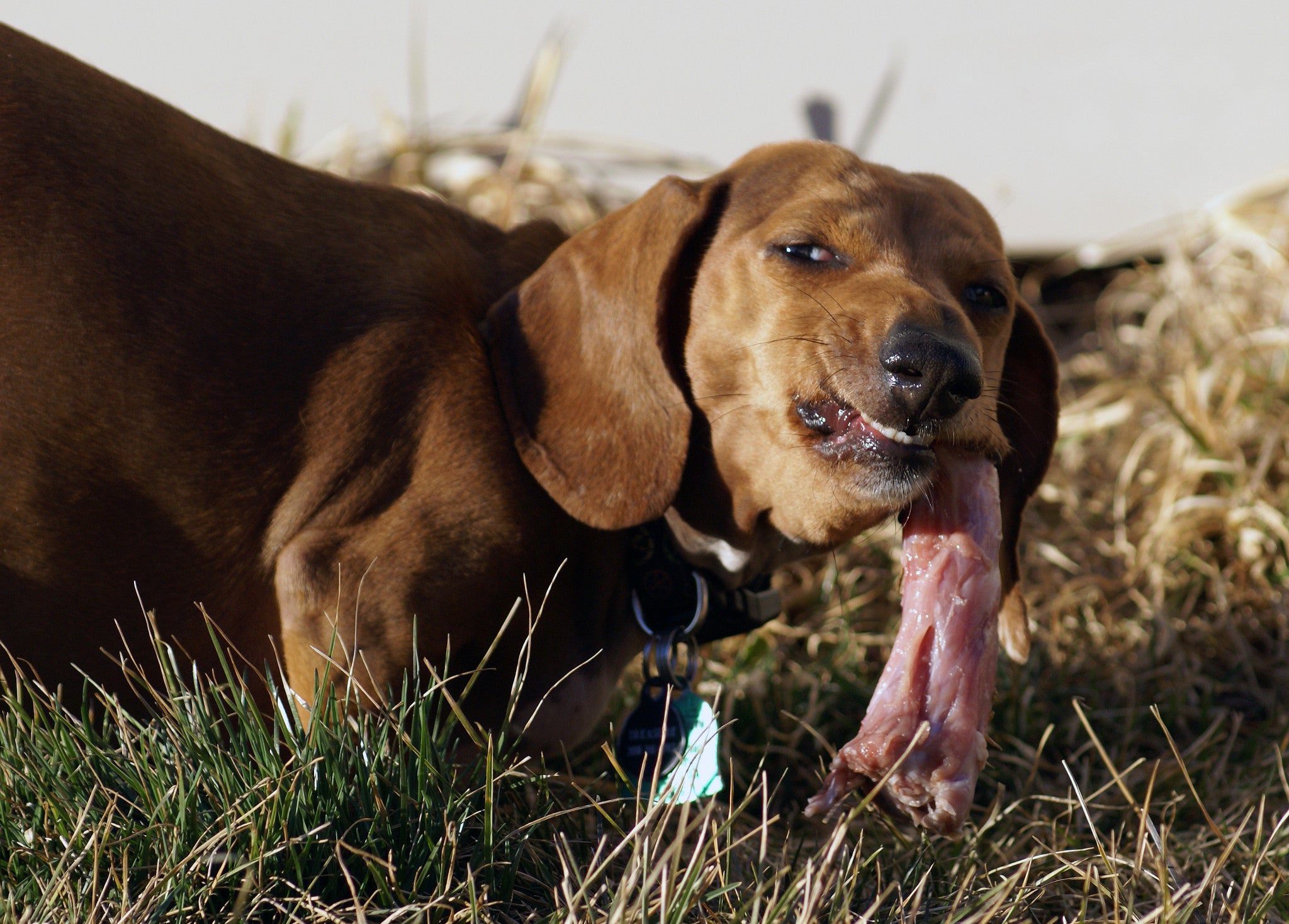 Los principios de la dieta BARF para perros