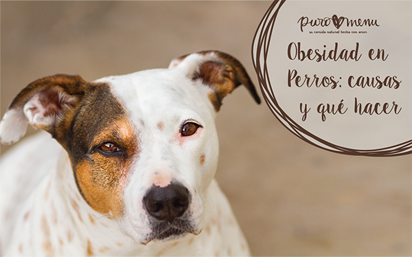 Sobrepeso y Obesidad en perros: causas y qué hacer