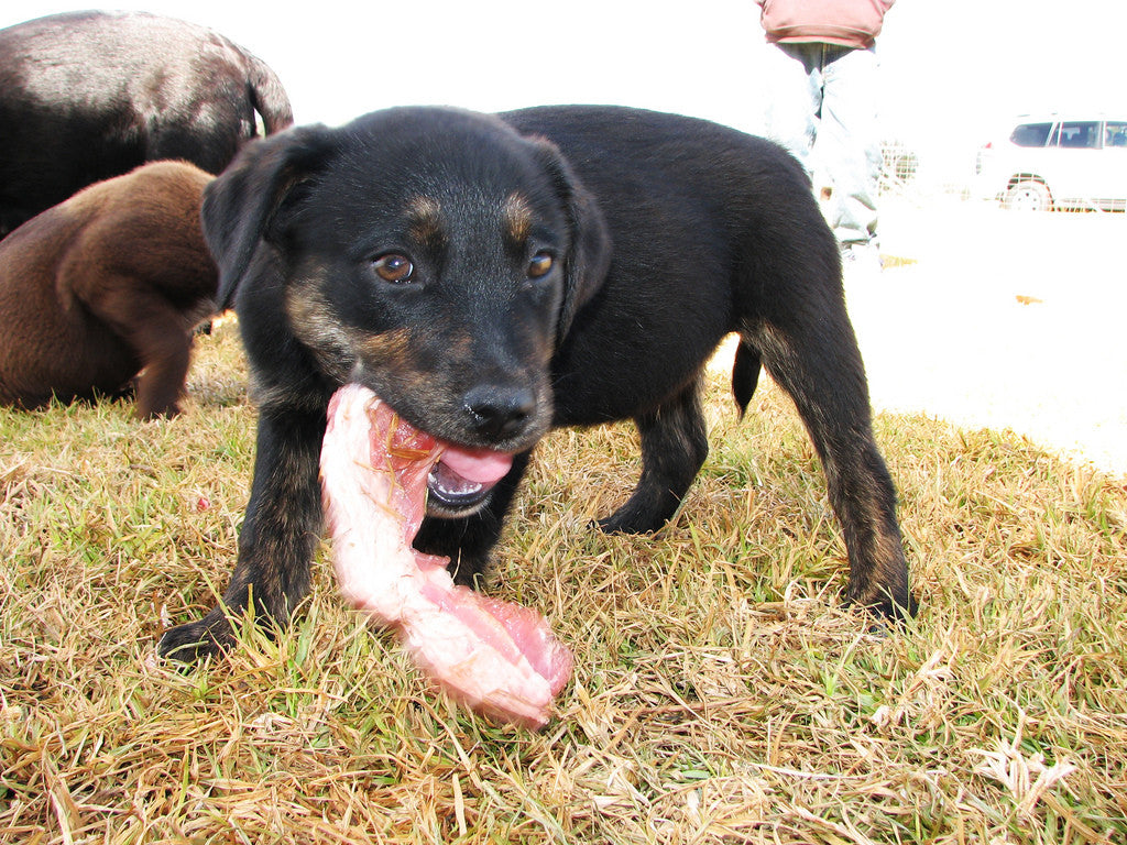 ¿Cómo dar la mejor vida posible a tu perro o gato? (a través de la alimentación)