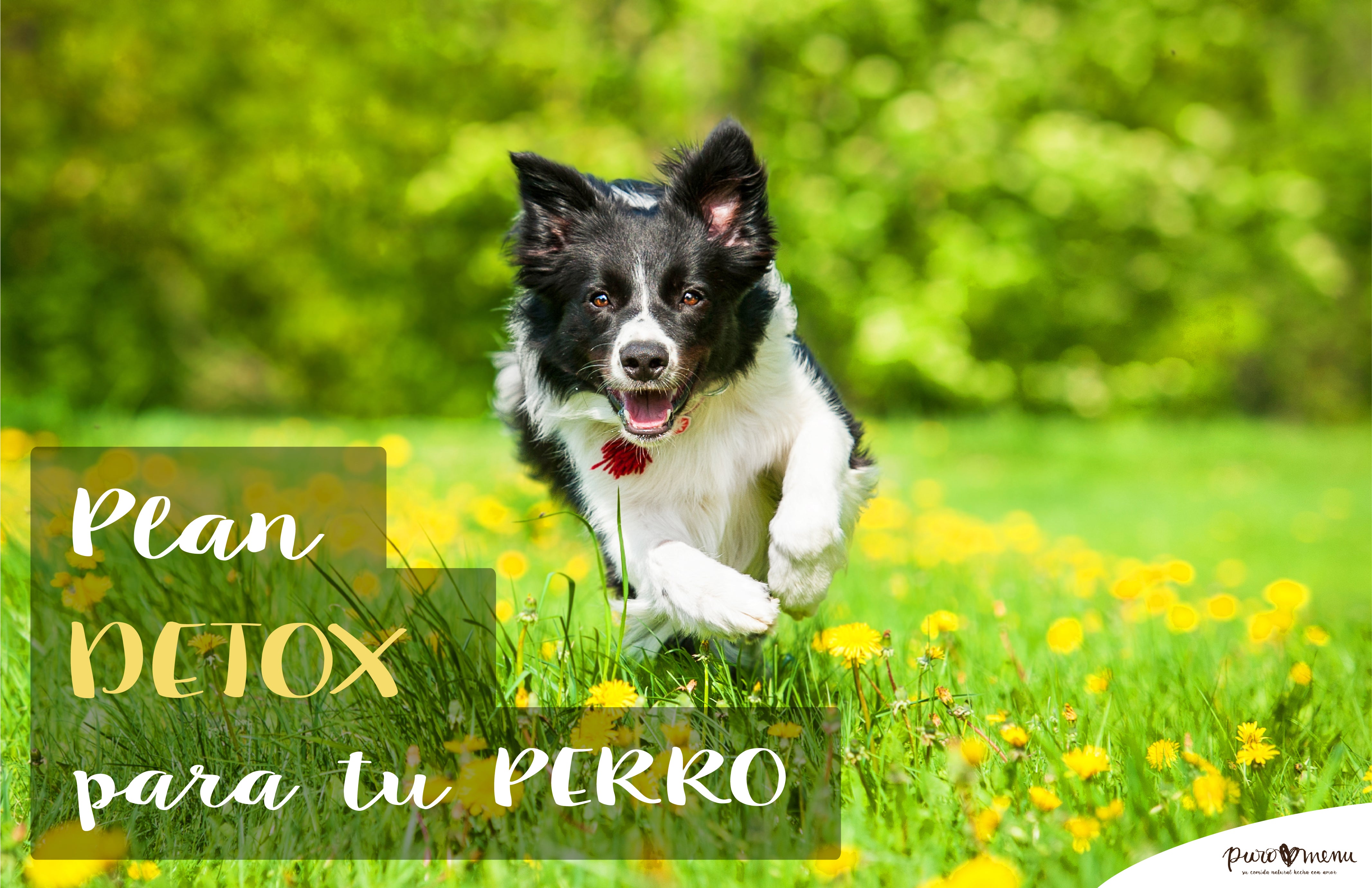 ¿Plan “DETOX” para mi perro?