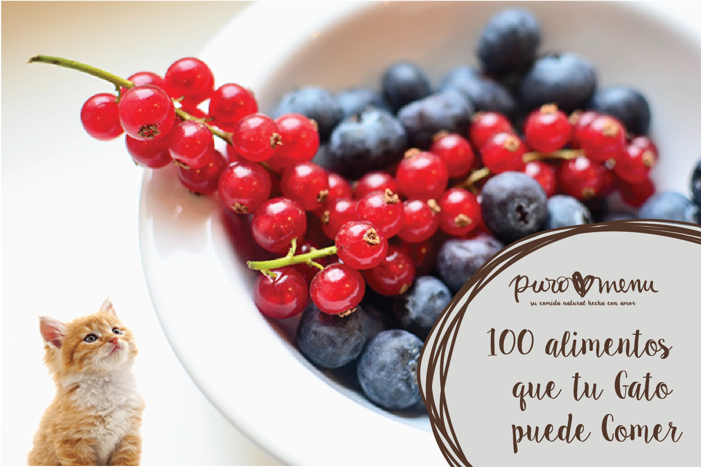 100 alimentos que tu gato puede comer y otros que no!