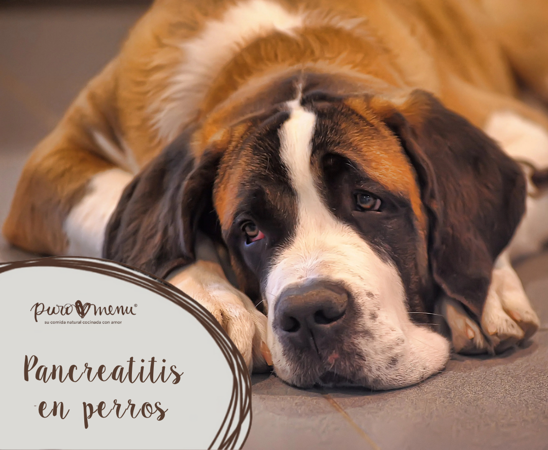 Pancreatitis en perros