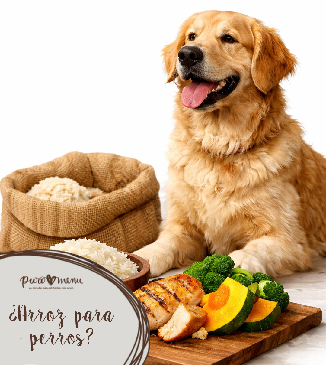 ¿El arroz es bueno para los perros? La verdad más allá del mito