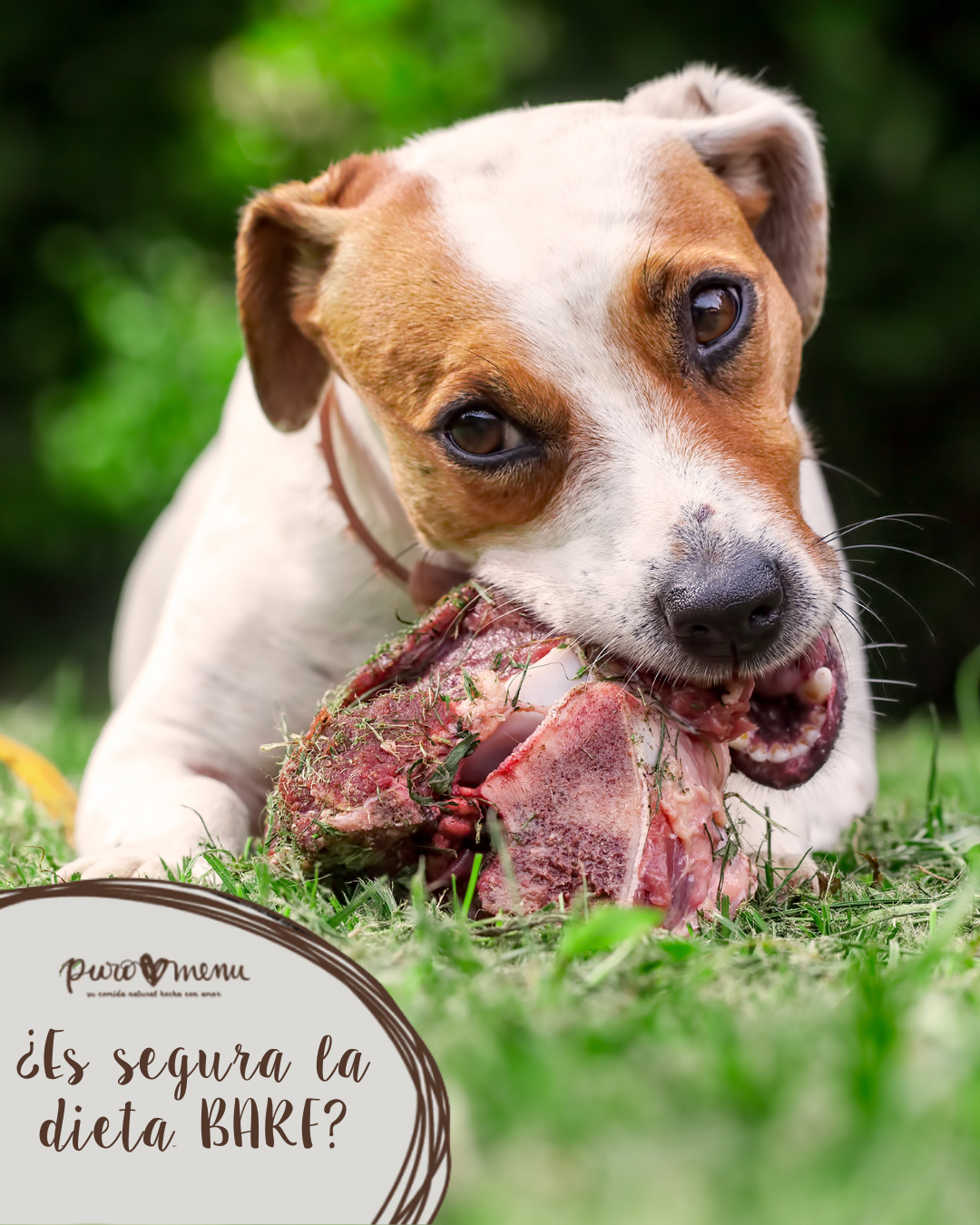 ¿Es seguro alimentar a mi perro con dieta BARF? La verdad sobre la alimentación cruda natural