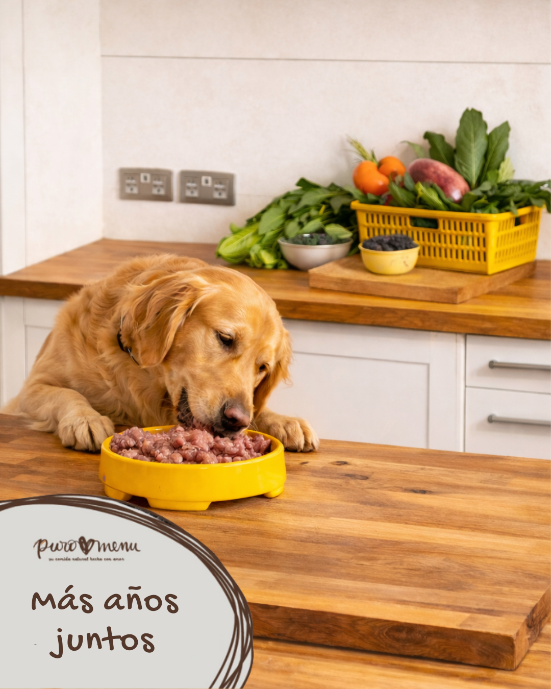 ¿Pueden vivir más los perros con una dieta BARF? Lo que dice la ciencia y la evidencia real