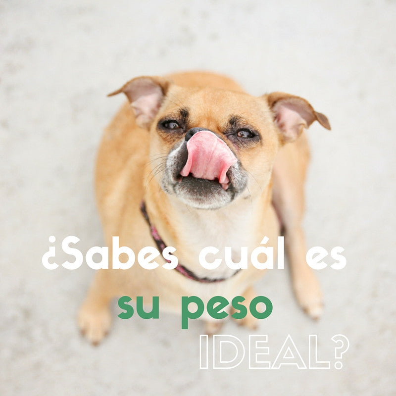 ¿Cómo saber si tu perro o gato está pasadito de peso?
