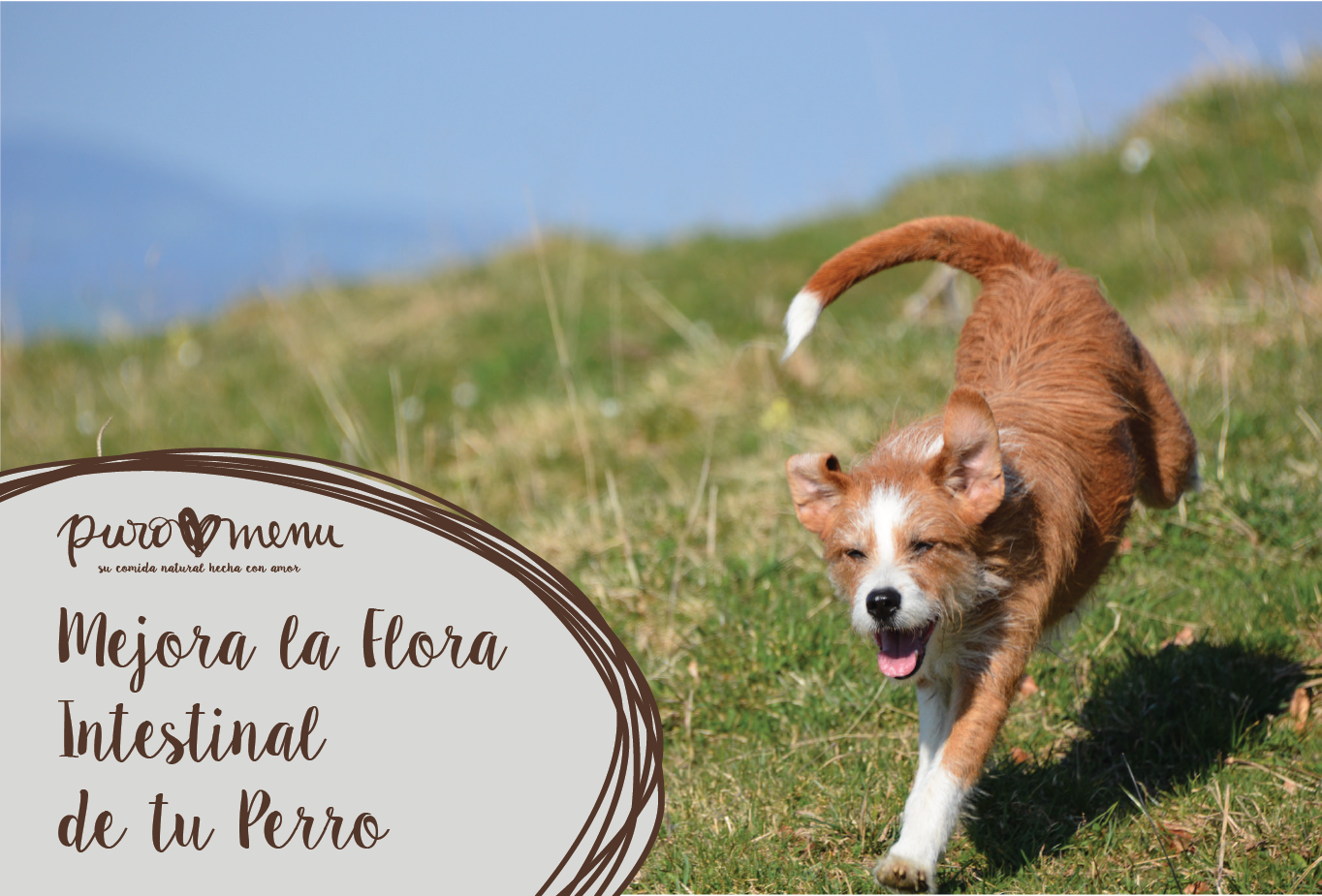 Mejora la flora intestinal de tu perro