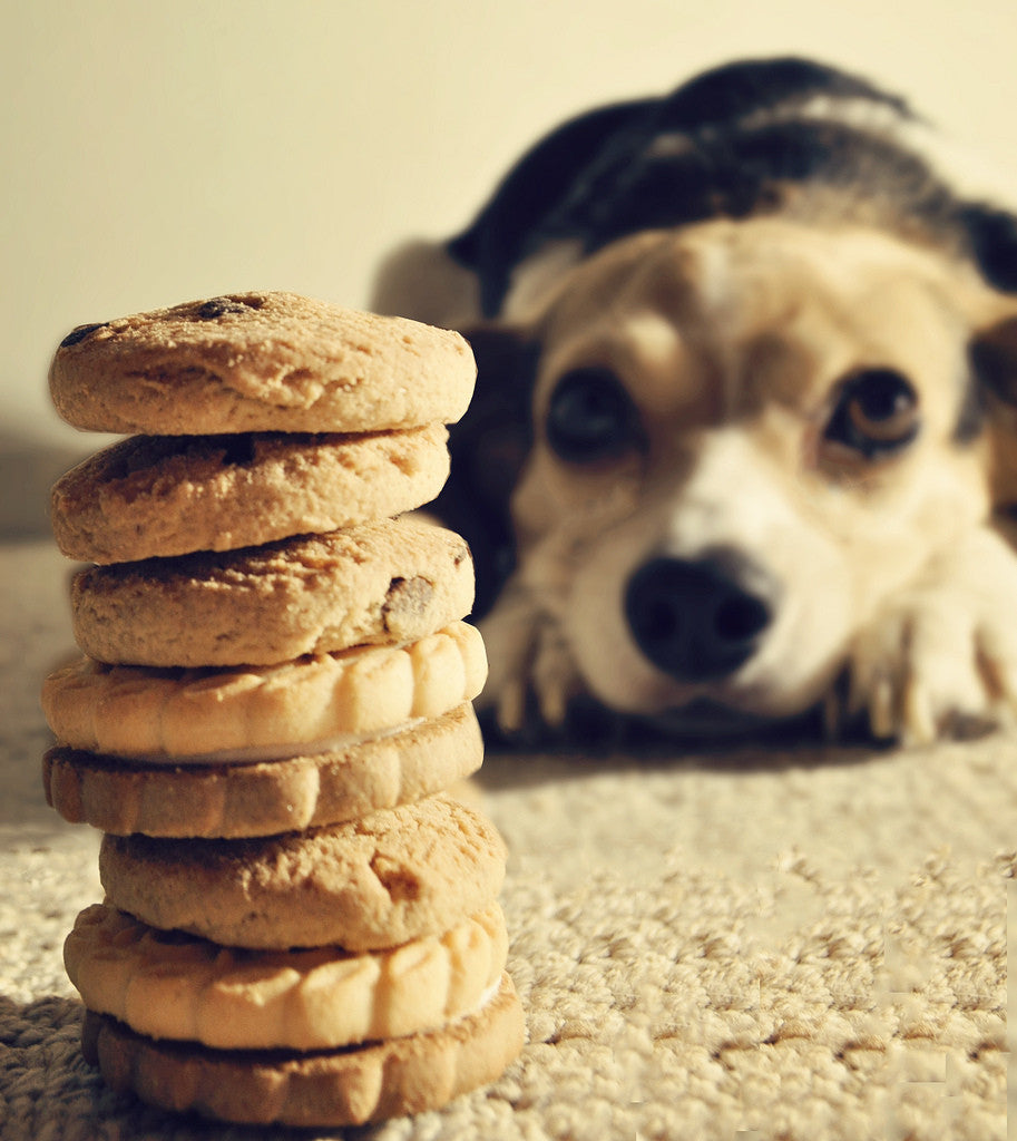Chuches naturales para perros y gatos, ¿cómo sorprenderles?