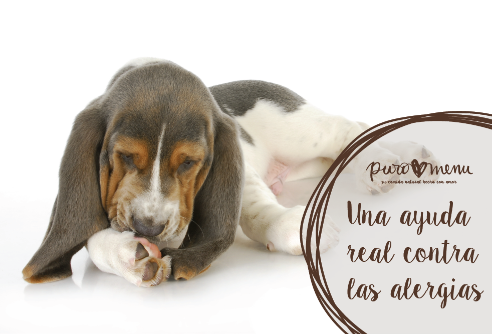 Una ayuda real al problema de las alergias e intolerancias en perros y gatos