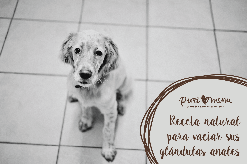 problemas de glandulas anales en perros