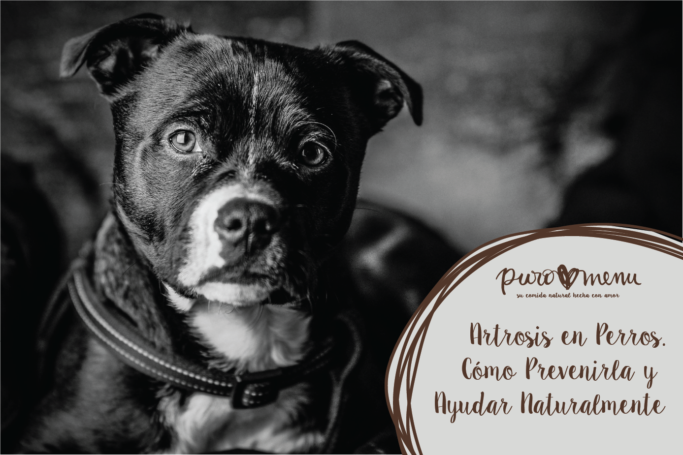 Artrosis en perros. Cómo prevenirla y ayudar naturalmente