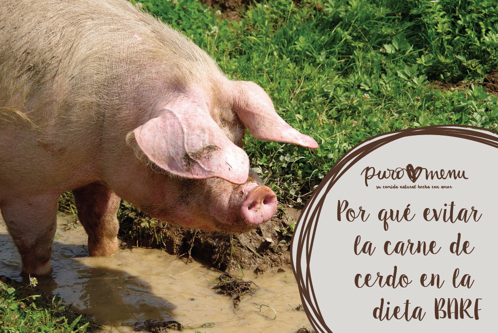 Por qué evitar el cerdo crudo en la dieta BARF de tus perros y gatos