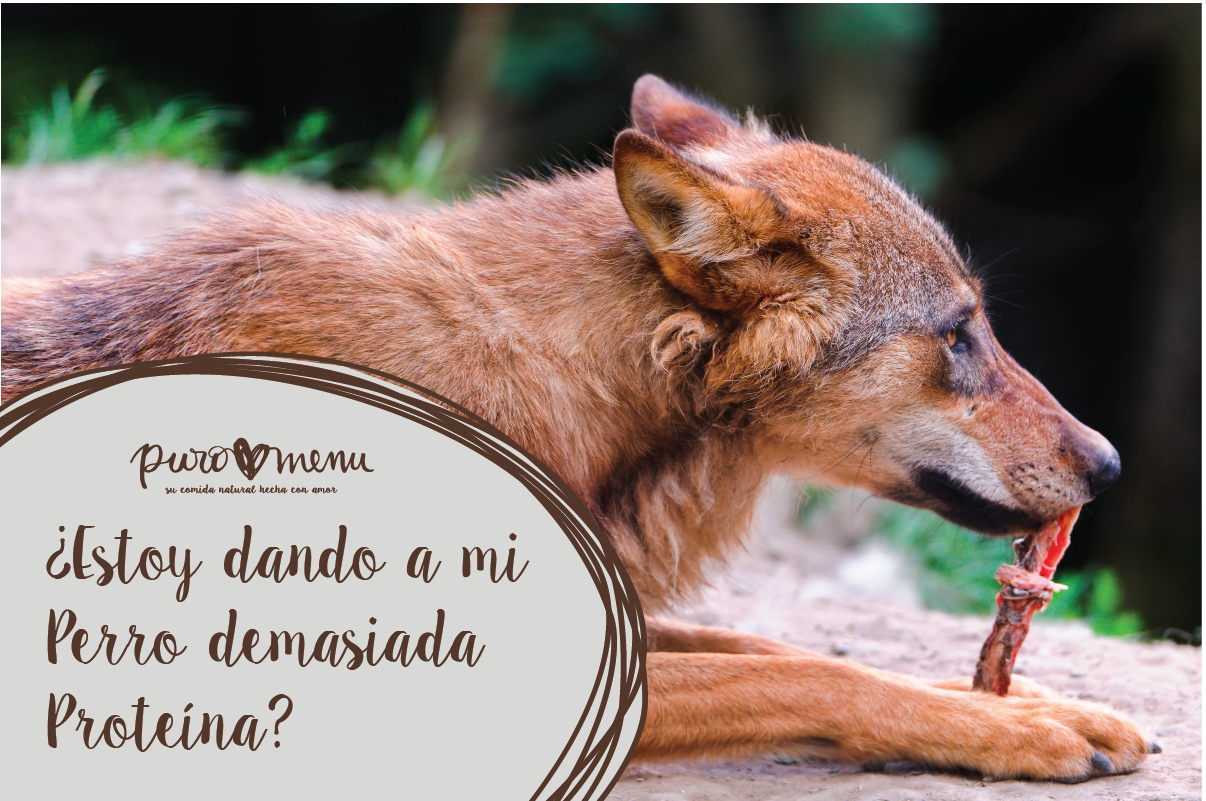 estoy dando demasiada proteina a mi perro