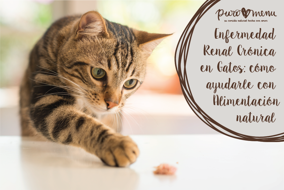 Insuficiencia renal en Gatos: ayúdale con la dieta natural
