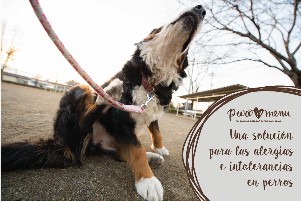 Una solución para las alergias e intolerancias alimentarias en perros