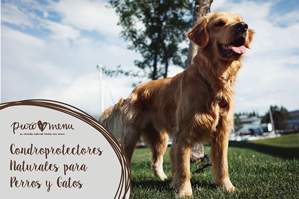 Condroprotectores Naturales para Perros y Gatos