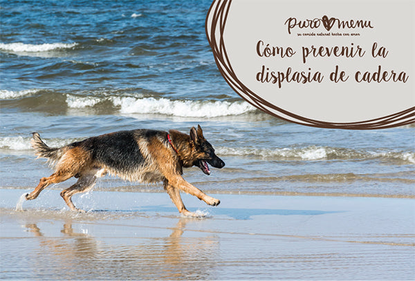 prevenir la displasia de cadera