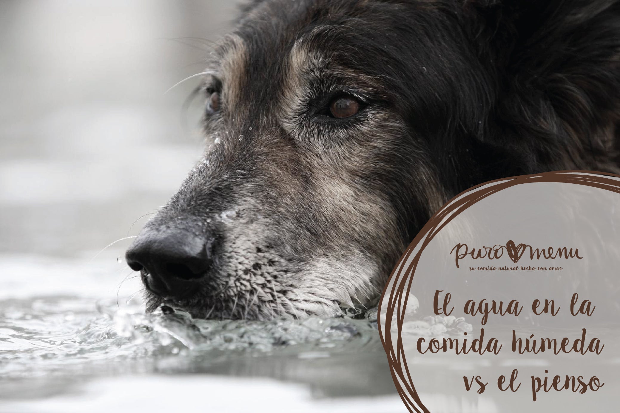 La importancia del agua en la comida de perros y gatos