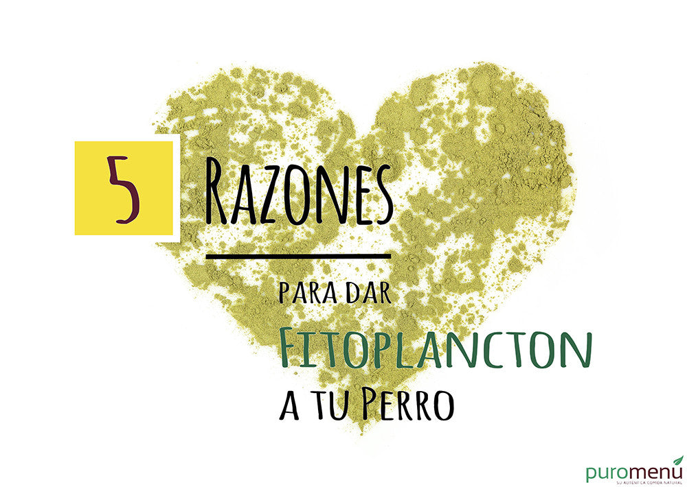 5 razones por las que tu perro y gato necesita fitoplancton
