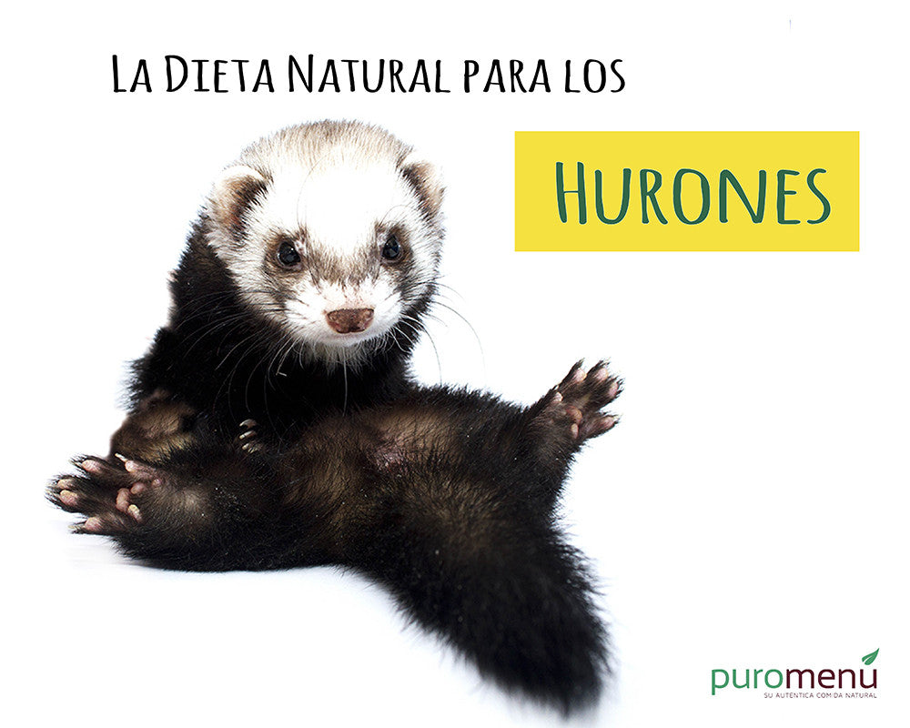 comida natural BARF hurones