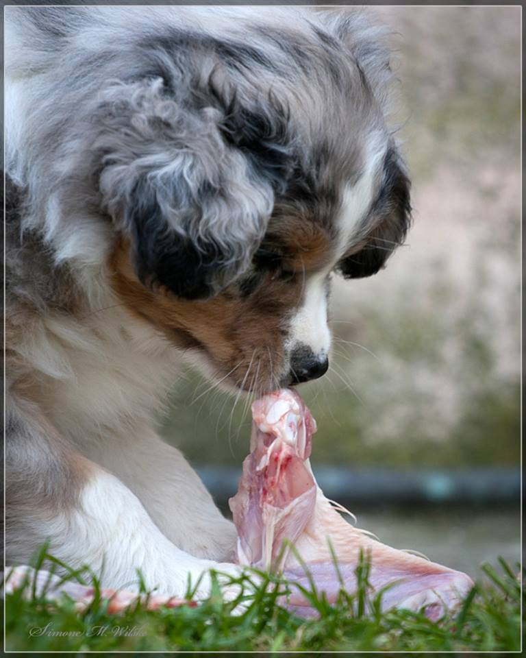 ¿Cómo cambiar a nuestros perros y gatos a una dieta natural cruda BARF?