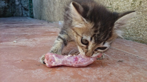 Dieta BARF en gatos: Ellos comerían ratones...