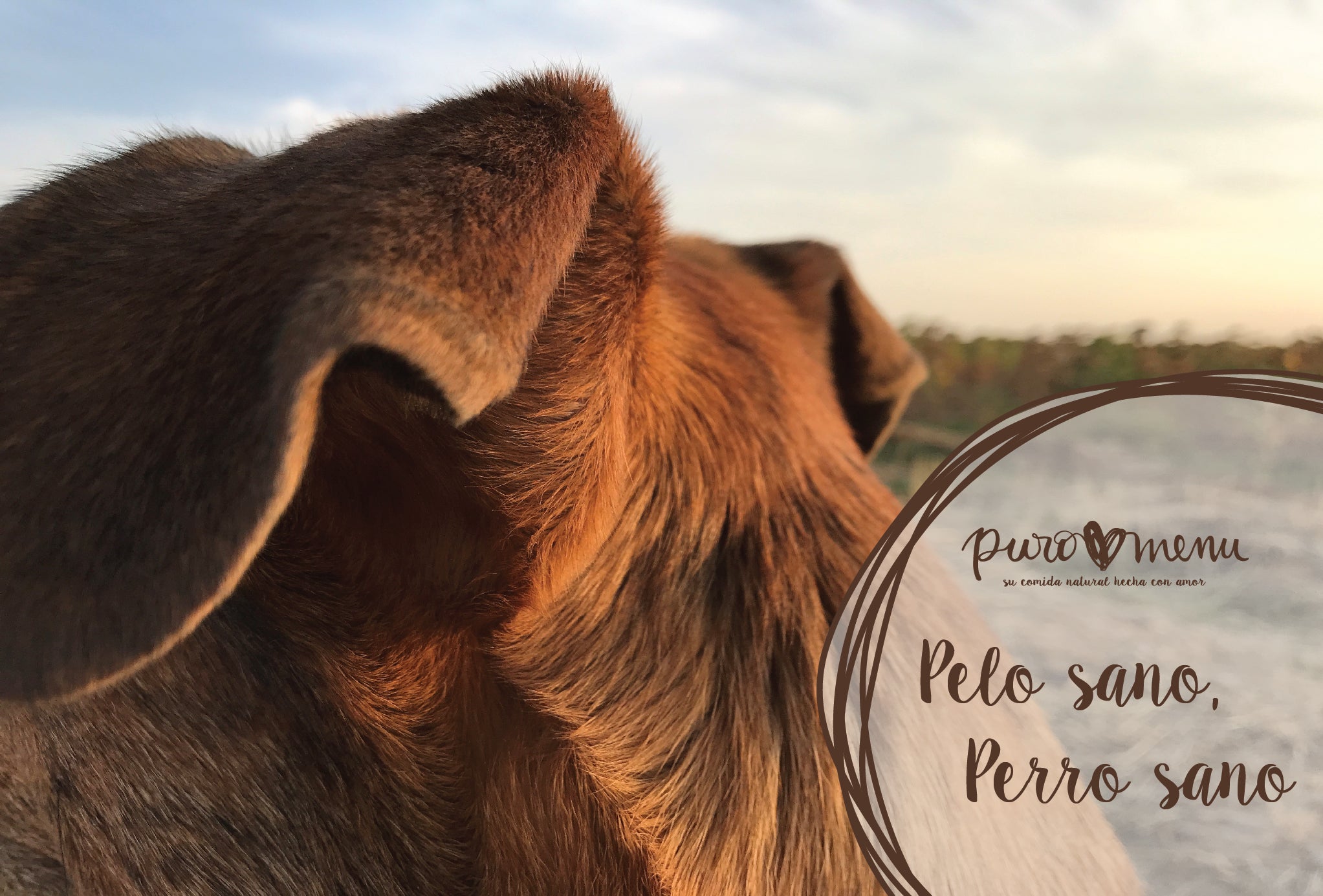 Pelo sano, perro sano