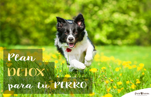 ¿Plan “DETOX” para mi perro?