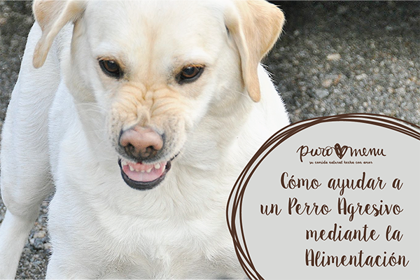 Cómo ayudar a un perro agresivo mediante la alimentación