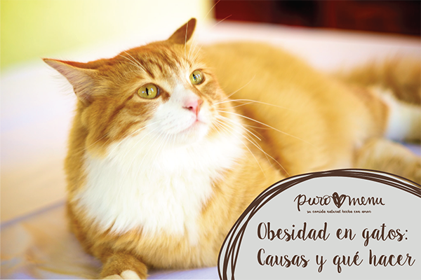Obesidad y Sobrepeso en Gatos: Causas y qué hacer