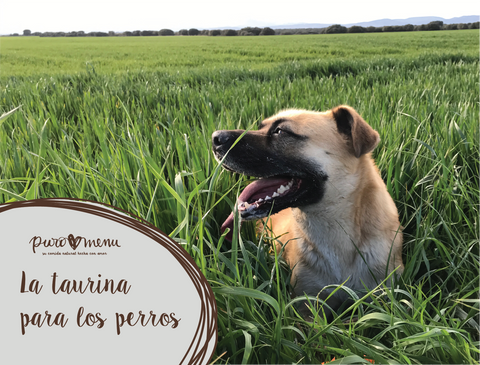 Cómo la Taurina puede mejorar la vida de tu perro