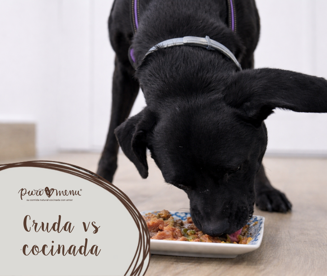 Comida cruda vs comida cocinada para perros: ¿cuál es mejor?
